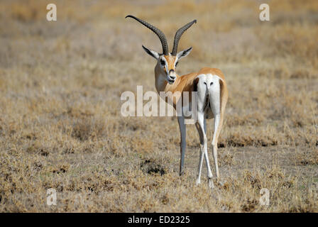 Grant's (Gazella granti) debout sur la plaine, à l'arrière, le parc national du Serengeti, Tanzanie. Banque D'Images