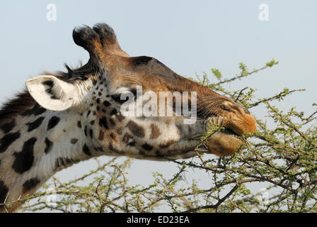 Girafe (Giraffa camelopardalis) manger à partir d'un arbre d'Acacia (Acacia tortilis), parc national de Serengeti, Tanzanie. Banque D'Images