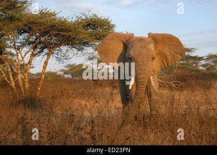 L'éléphant africain (Loxodonta africana) dans le coucher du soleil, le parc national du Serengeti, Tanzanie. Banque D'Images