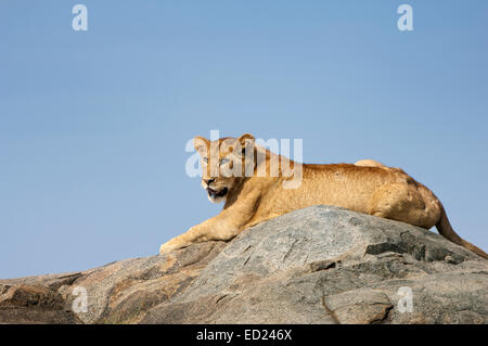 Lion (Panthera leo) de sexe féminin, en plus d'une détente koppie, parc national de Serengeti, Tanzanie. Banque D'Images