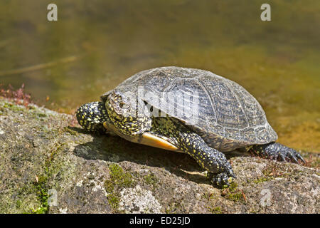 La tortue cistude (Emys orbicularis), l'Allemagne, de l'Europe Banque D'Images