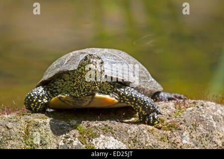 La tortue cistude (Emys orbicularis), l'Allemagne, de l'Europe Banque D'Images