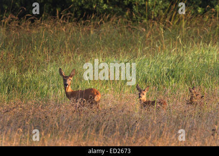 Avec le faon Chevreuil (Capreolus capreolus), Schleswig-Holstein, Allemagne, Europe Banque D'Images