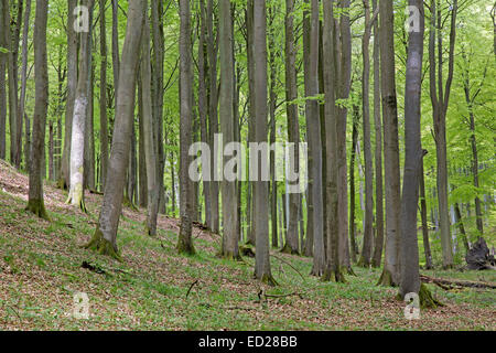 Forêt de hêtres (Fagus sylvatica) Forest, au printemps, le Parc National de Jasmund, UNESCO World Heritage Site, Rügen, Allemagne Banque D'Images