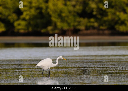 Grande aigrette coller son cou en avant de buissons en arrière-plan. lagoon au fort de Soto, Florida, USA Banque D'Images