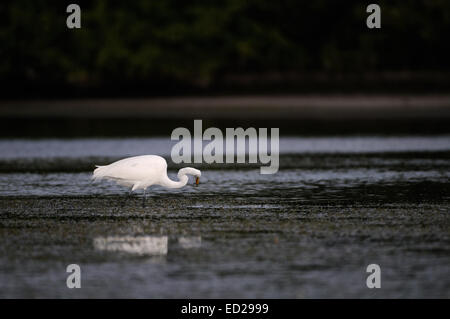 Grande Aigrette coller son cou en avant de buissons en arrière-plan. Lagoon au Fort de Soto, Florida, USA Banque D'Images