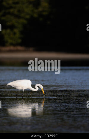 Grande Aigrette coller son cou en avant de buissons en arrière-plan. Lagoon au Fort de Soto, Florida, USA Banque D'Images