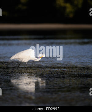 Grande Aigrette coller son cou en avant de buissons en arrière-plan. Lagoon au Fort de Soto, Florida, USA Banque D'Images