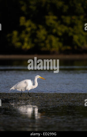 Grande Aigrette coller son cou en avant de buissons en arrière-plan. Lagoon au Fort de Soto, Florida, USA Banque D'Images