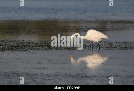 Grande Aigrette coller son cou en avant de buissons en arrière-plan. Lagoon au Fort de Soto, Florida, USA Banque D'Images