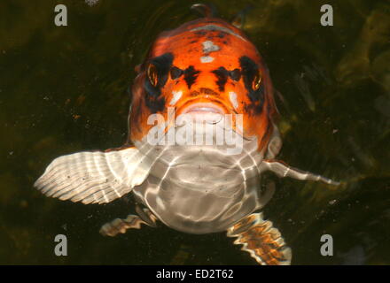 Orange et blanc carpes koï japonais à venir jusqu'à la surface de l'eau Banque D'Images