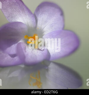 Close up d'un crocus en fleurs Banque D'Images