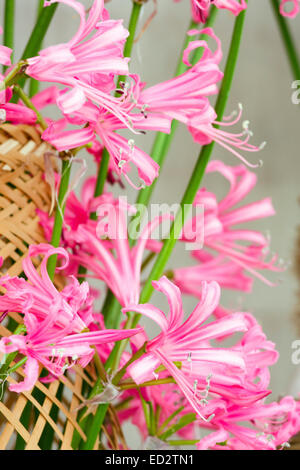 Bouquet de fleurs rose Hippeastrum (close up). Banque D'Images