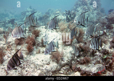 Une école d'Atlantic Spadefish nager le long de mélasse filon dans les Keys de la Floride. Banque D'Images