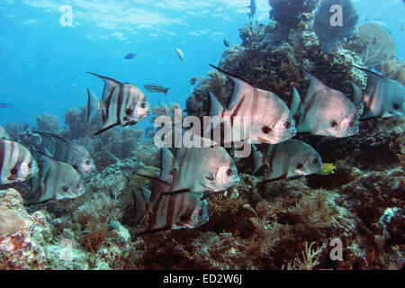 Atlantic Spadefish nager le long de mélasse filon dans les Keys de la Floride. Banque D'Images