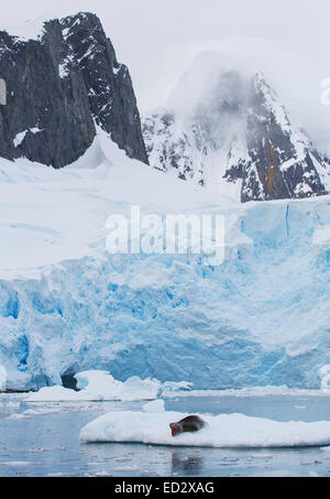 Hydrurga leptonyx léopard (joint) près de l'Île Petermann, Antarctique. Banque D'Images