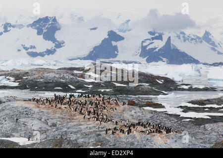 Manchot Adélie (Pygoscelis adeliae) colonie sur l'Île Yalour, Antarctique. Banque D'Images