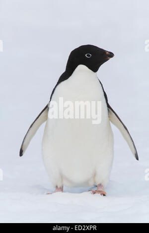 Manchot Adélie (Pygoscelis adeliae) à Yalour, île de l'Antarctique. Banque D'Images