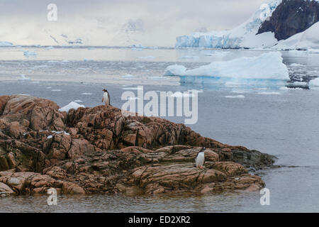 Gentoo pingouin (Pygoscelis papua), Neko Harbour, l'Antarctique. Banque D'Images