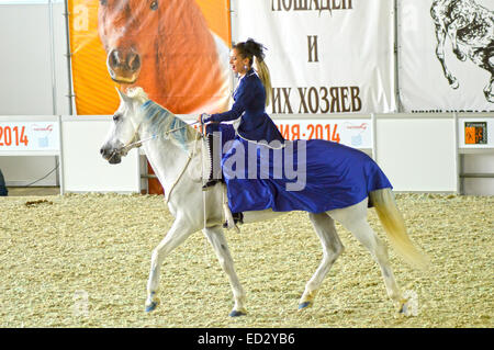 Équitation hall International Horse Show. Femme jockey en robe bleue femme cavalier au cheval blanc. Banque D'Images