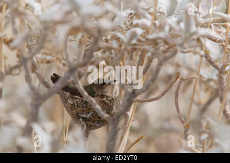 Nid de Colibri, Anza-Borrego Desert State Park, Californie. Banque D'Images