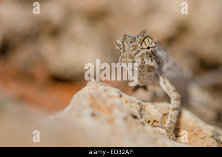 Caméléon (Chamaeleo chamaeleon Méditerranée) à Malte. Banque D'Images