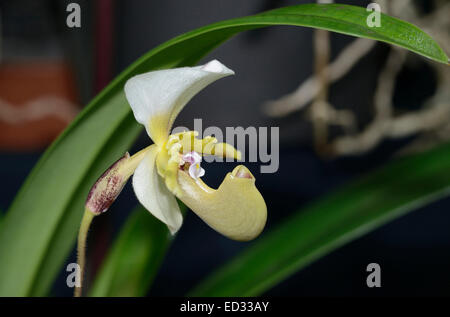 Spicer Paphiopedilum Paphiopedilum spicerianum - Orchidée de l'Inde et Chine Banque D'Images