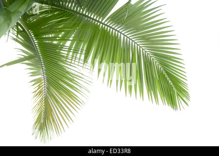 Feuilles de palmier isolé sur fond blanc Banque D'Images