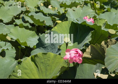 Fleurs et feuilles de lotus sacré Banque D'Images