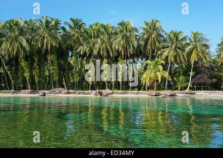 Les cocotiers luxuriants avec une décoration rustique et d'épiphytes cabane de chaume sur la côte tropicale, la mer des Caraïbes, Zapatillas islands, Panama Banque D'Images
