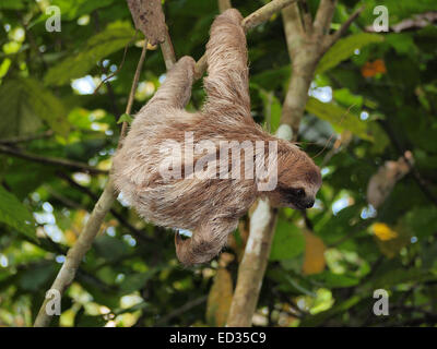 Young brown-throated paresseux tridactyle pendu à une branche dans la jungle, Panama, Amérique Centrale Banque D'Images