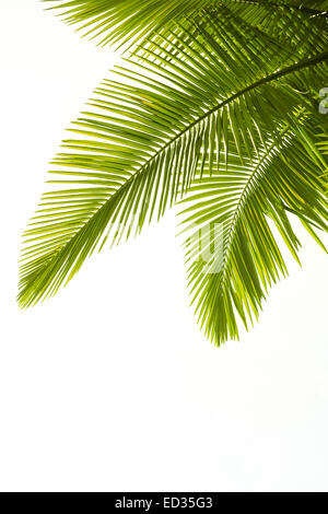 Plam feuilles isolées sur fond blanc Banque D'Images