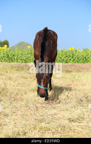 L'herbe de pâturage des chevaux dans le champ d'herbe Banque D'Images