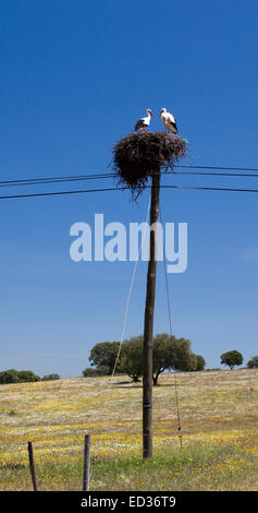 Un couple de Cigognes blanches sur leur nid en haut d'un poteau télégraphique, Castro Verde, Portugal. Banque D'Images