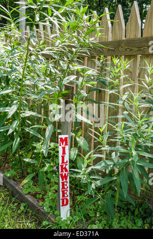 Illinois Decatur,Homestead Prairie Farm,Trobaugh-Good House,Rock Springs conservation Area,Heritage Garden,Milkweed,IL140904015 Banque D'Images
