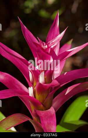 Superbe fleur jaune / tipped de bractées rouge flamme de bromelia, Guzmania 'Grand Prix Banque D'Images