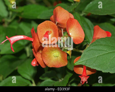 Grappe de fleurs orange vif de Holmskioldia sanguinea, Chinaman's Hat / Cup & Saucer entouré par des plantes feuilles émeraude Banque D'Images