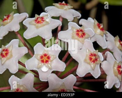 Close-up de grappe de fleurs rose pâle blanc / rouge vif avec centres d'Hoya carnosa ×, cire, d'un cépage indigène australienne Banque D'Images