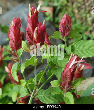 Grappe de bractées rouge vif, blanc fleurs et feuilles d'émeraude de l'usine de crevettes de Mexicains, Justicia brandegeeana / Beloperone guttata Banque D'Images