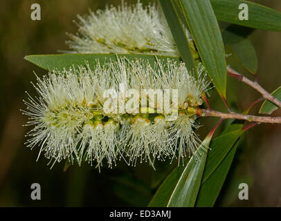 Bottlebrush fleurs blanc crème et vert feuilles de Melaleuca, arbuste, arbre originaire d'Australie, sur un fond sombre Banque D'Images