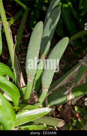 Maturation de la grappe de fruits vert Monstera deliciosa, salade de fruits, de plantes poussant dans jardin sub-tropical en Australie Banque D'Images