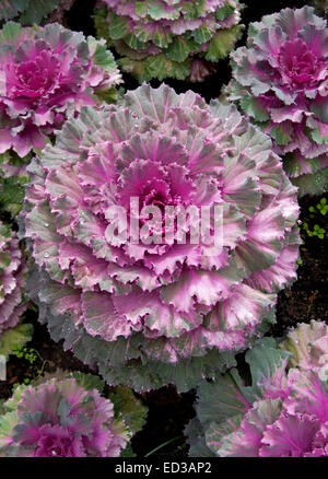 De superbes plantes ornementales kale / chou, Brassica oleracea, avec des froufrous, mauve, rose et vert feuillage Banque D'Images