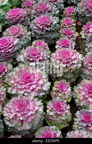 La plantation d'espèces ornementales masse décoratif kale / chou, Brassica oleracea, avec des froufrous, mauve, rose et vert feuillage Banque D'Images