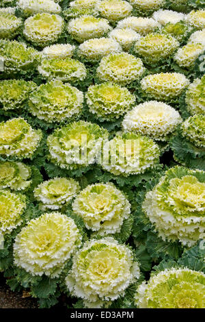 La plantation d'espèces ornementales masse décoratif kale / chou, Brassica oleracea, ondulées avec jaune, blanc et vert feuillage Banque D'Images