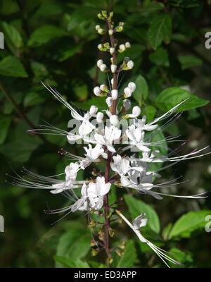 Épi de fleurs blanches inhabituelles Orthosiphon aristatus des moustaches du chat, de fleurs sauvages, de l'Australie, l'arrière-plan de feuilles vert foncé Banque D'Images