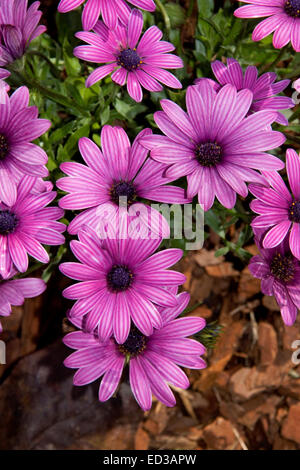De superbes grappes violet vif / magenta fleurs doubles d'Osteospermum ecklonis, Cape / African daisy, fond vert sombre Banque D'Images