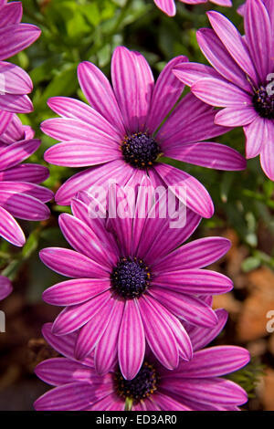 Deux superbes fleurs magenta vivid purple / de l'Osteospermum ecklonis, Cape / daisy africains avec fond vert sombre Banque D'Images