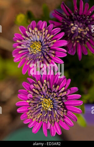 Deux superbes vivid purple / magenta fleurs doubles d'Osteospermum ecklonis, Cape / daisy africains contre la lumière fond brun Banque D'Images