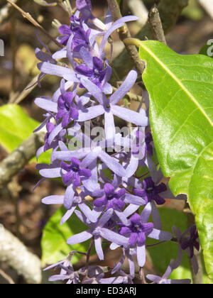 Long racème de violet vif fleurs et bractées mauves de plante grimpante Petrea volubilis, couronne de pourpre, avec des feuilles vert émeraude Banque D'Images