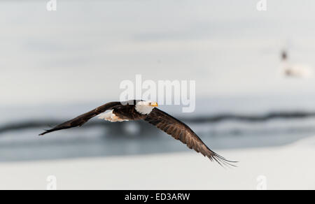 Flying Eagle ( Haliaeetus leucocephalus washingtoniensis )sur la rivière couverte de neige. L'hiver de l'Alaska. USA Banque D'Images